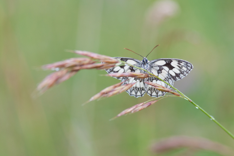 papillon concour1.jpg