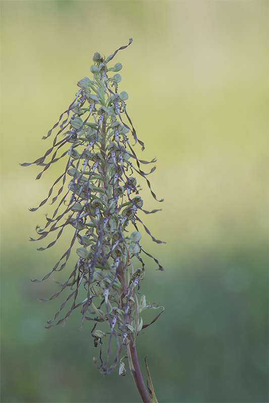 85-Orchis bouc.jpg
