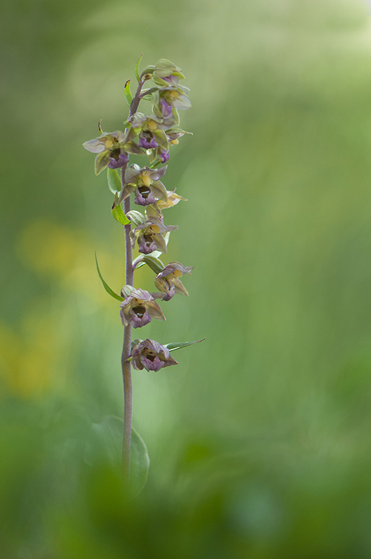 86-Epipactis à feuilles orbiculaires.jpg