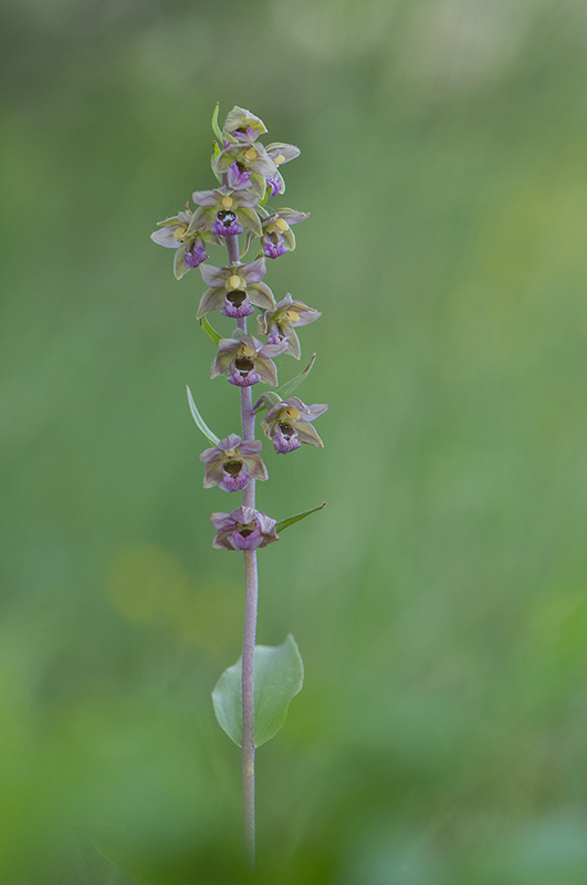 87-Epipactis à feuilles orbiculaires.jpg