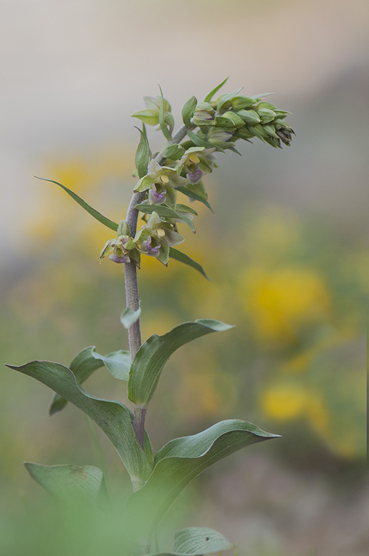 88-Epipactis helleborine var de Trelmols.jpg