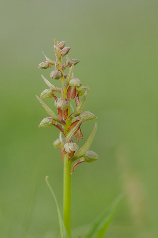 89-Orchis grenouille.jpg