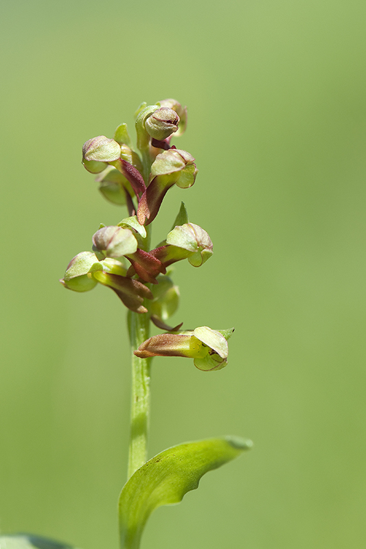 90-Orchis grenouille -.jpg