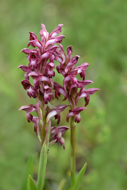 91-Orchis punaise.jpg