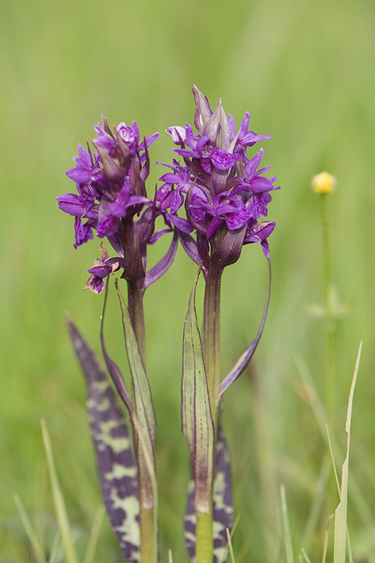 92-Dactylorhiza des Alpes.jpg
