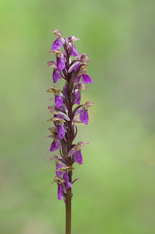 93-Orchis de Spitzell.jpg