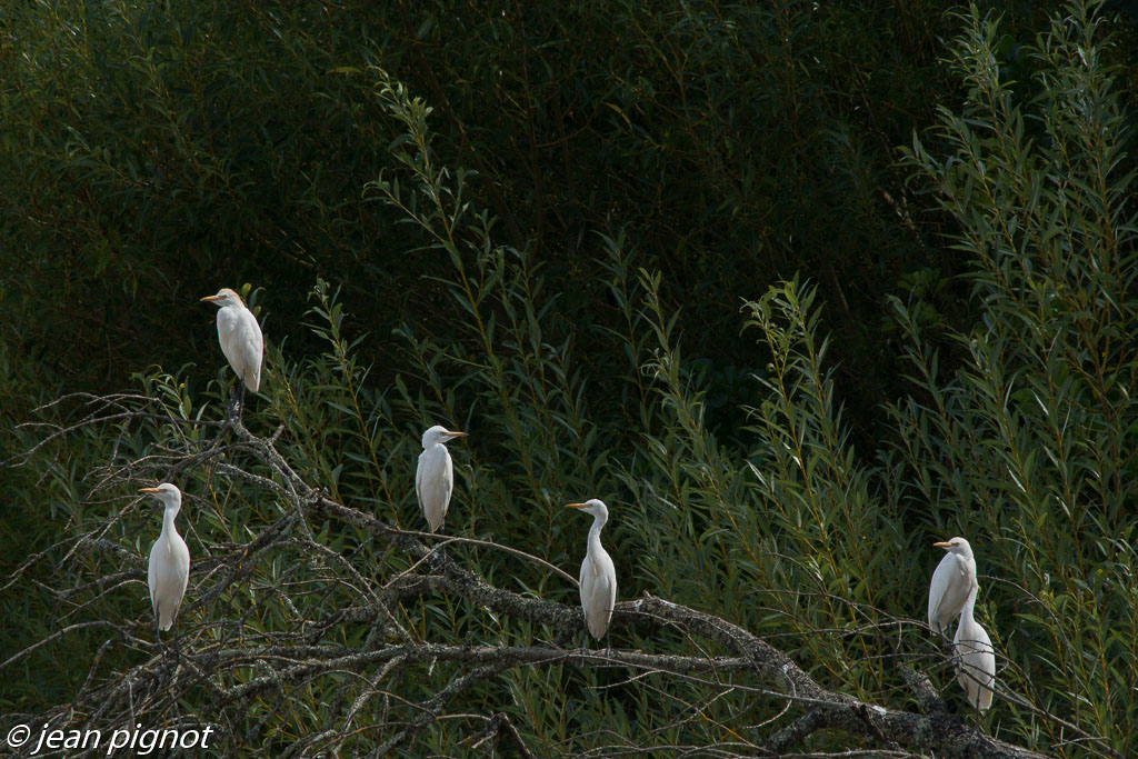 aigrette dortoir.jpg
