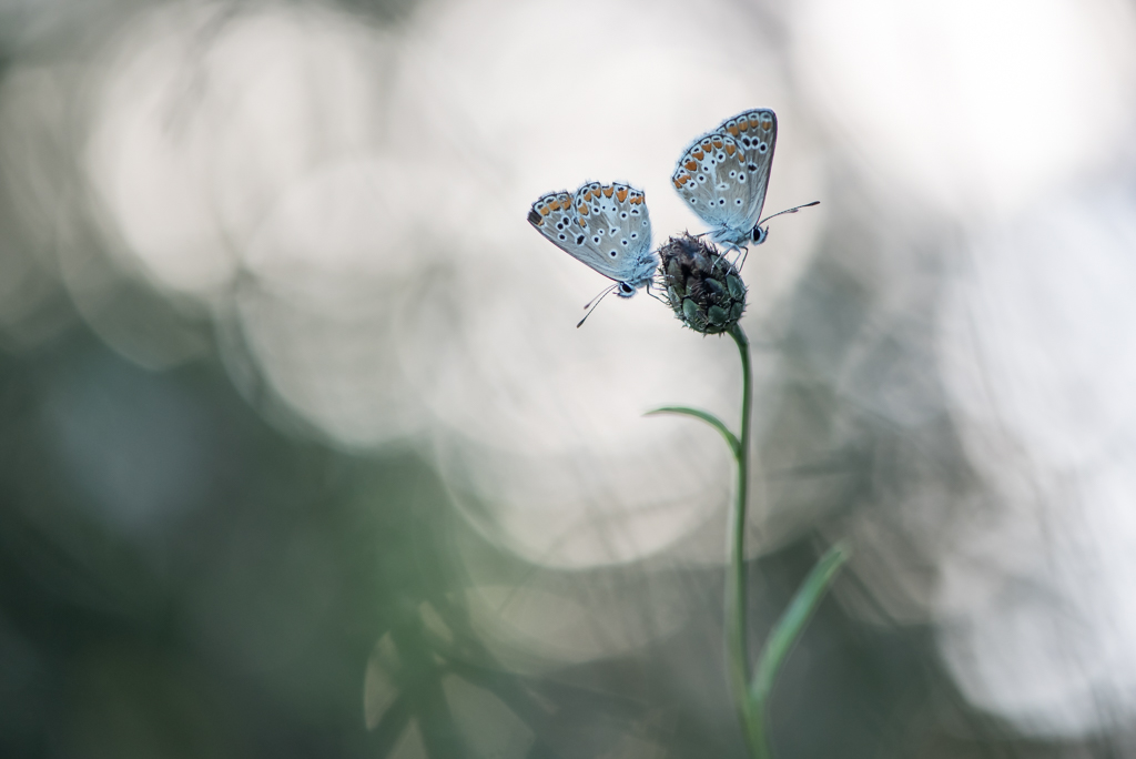 papillons-3.jpg