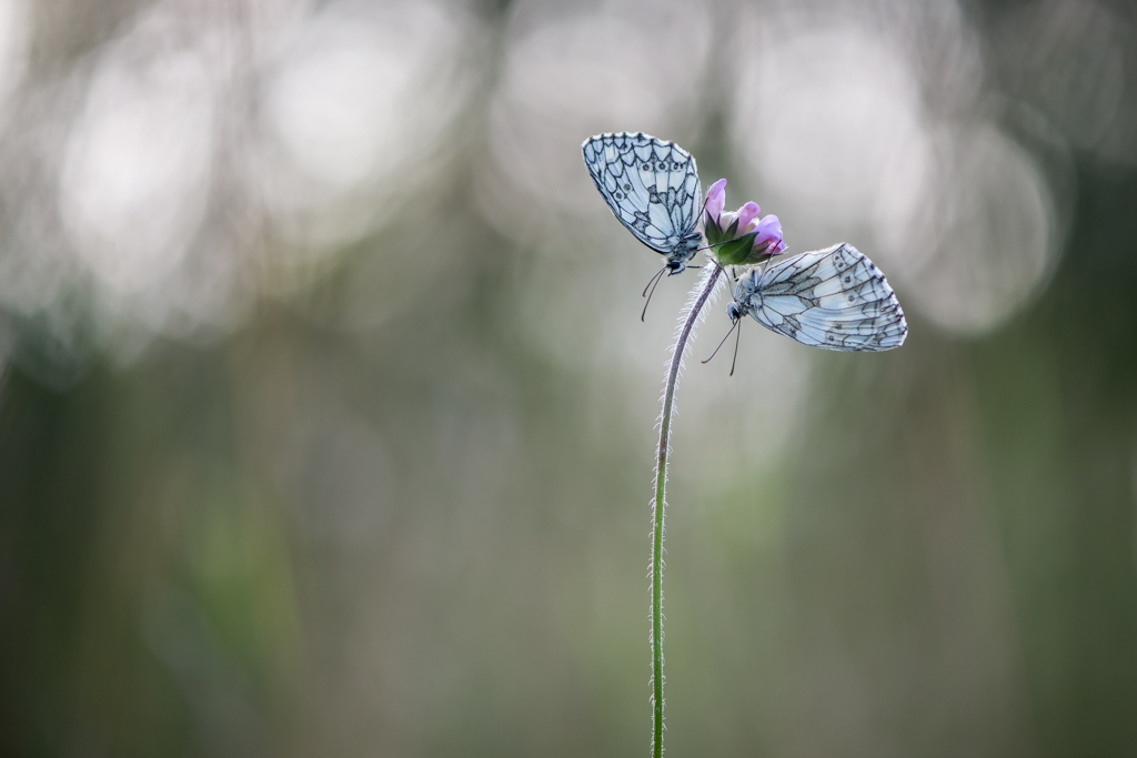 papillons-5.jpg