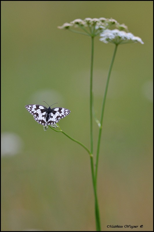 Demi-deuil_Melanargia  1galathea.jpg