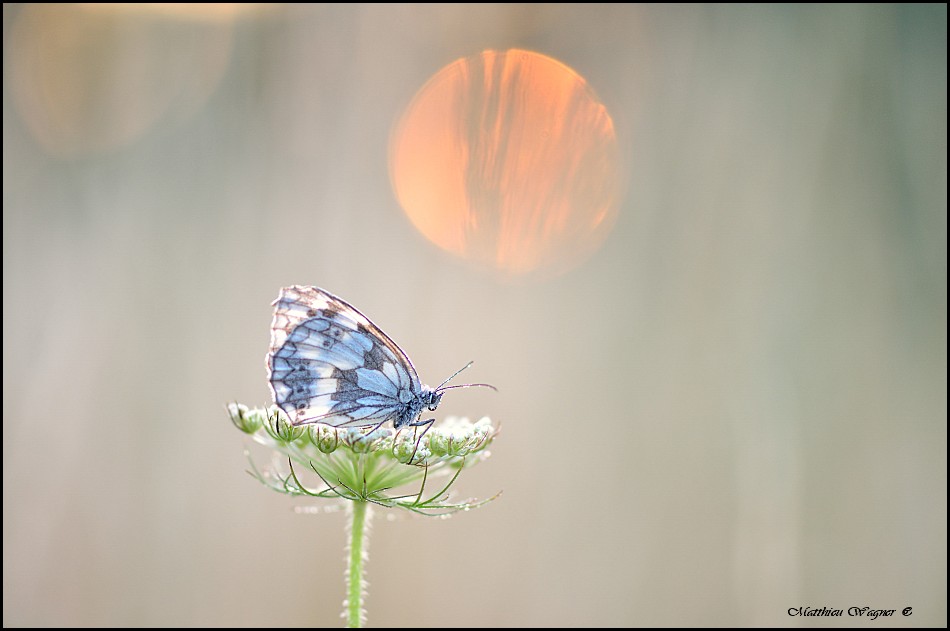 Demi-deuil_Melanargia galathea-3.jpg