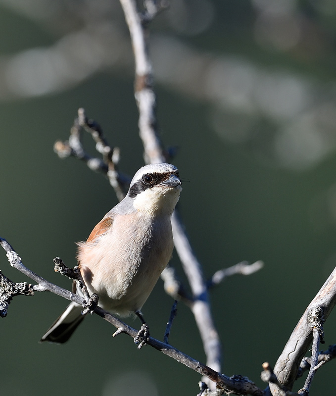 DS5_2392.jpg