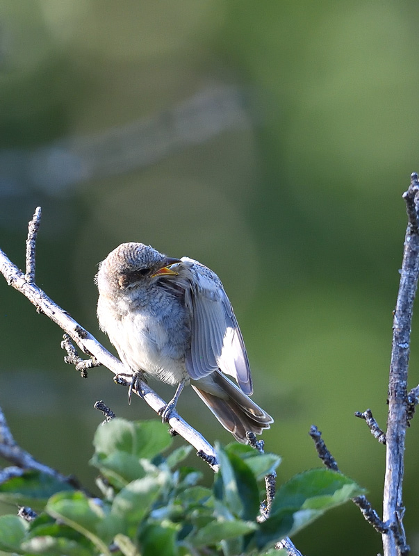DS5_2692.jpg
