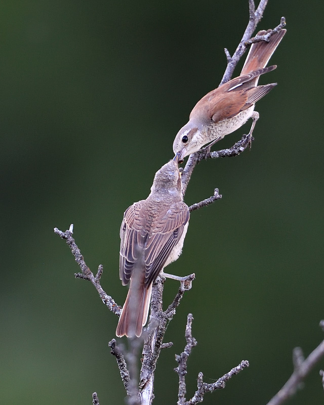 DS5_2855.jpg