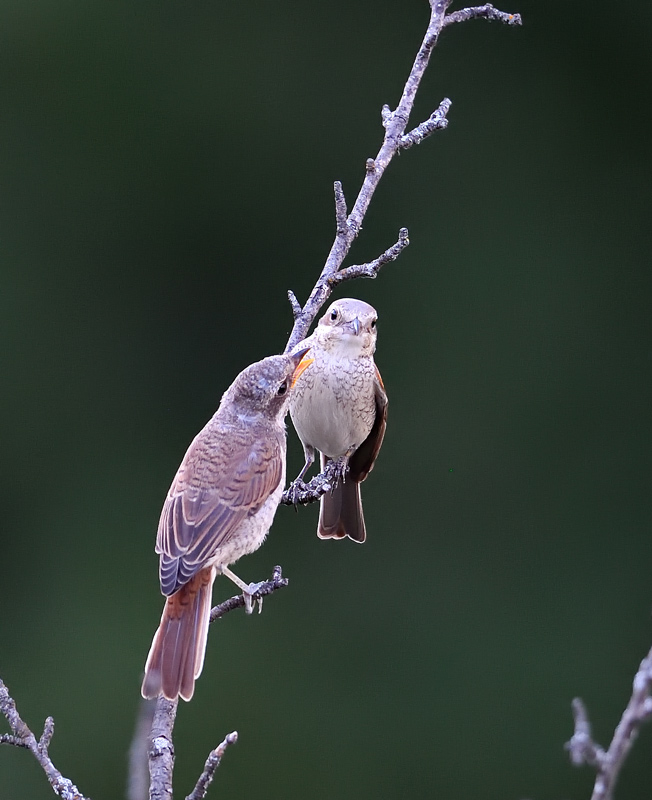 DS5_2891.jpg
