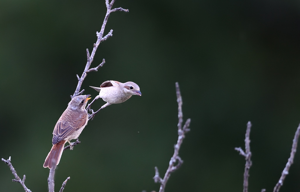 DS5_2894.jpg