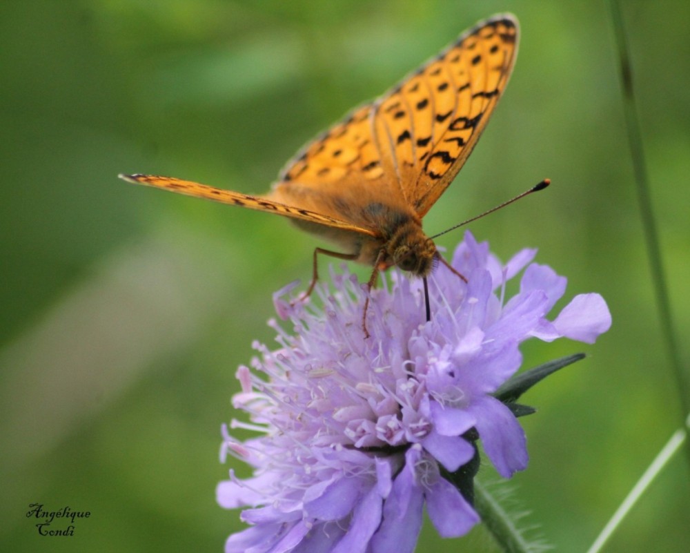 papillon 1333.jpg