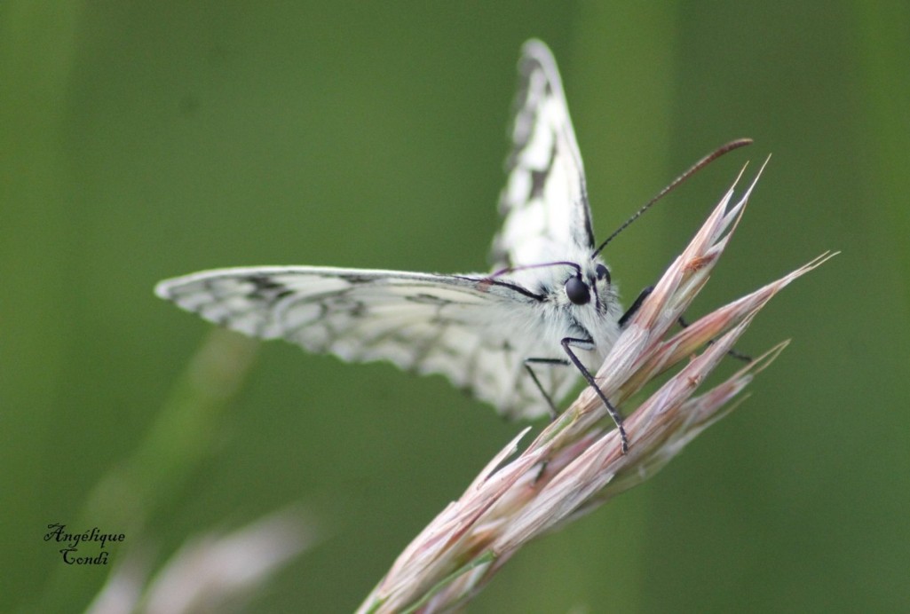 papillon 533.jpg