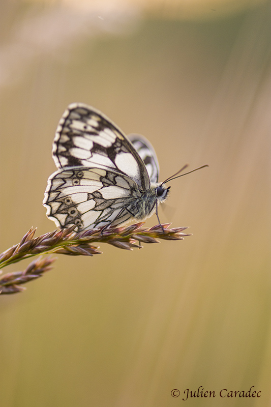 Papillon1-800Px.jpg