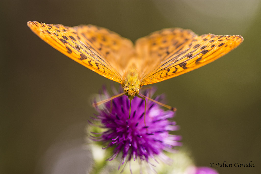 Papillon2-1024Px.jpg