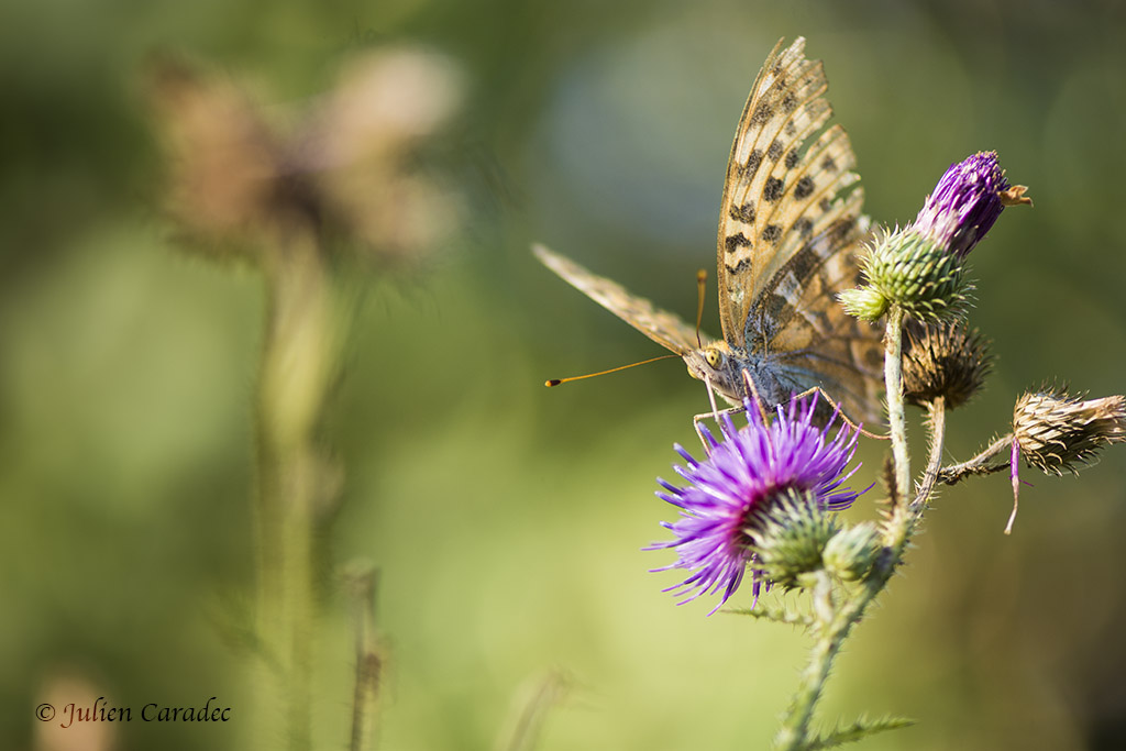 Papillon3-1024px.jpg