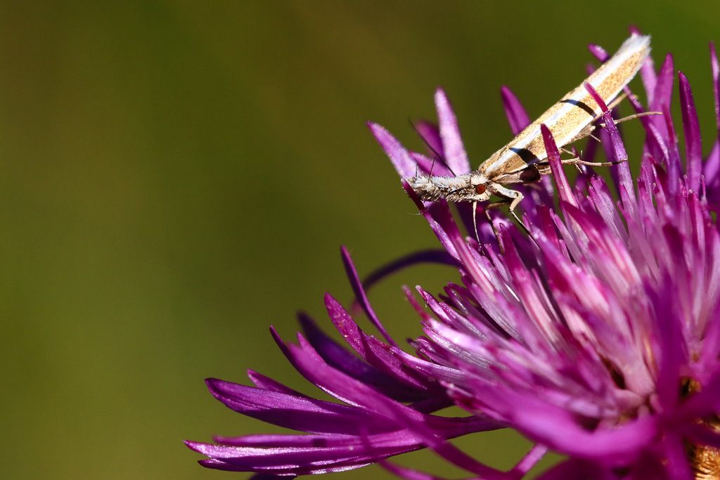 Agriphila sur une centaurée jacée.jpg