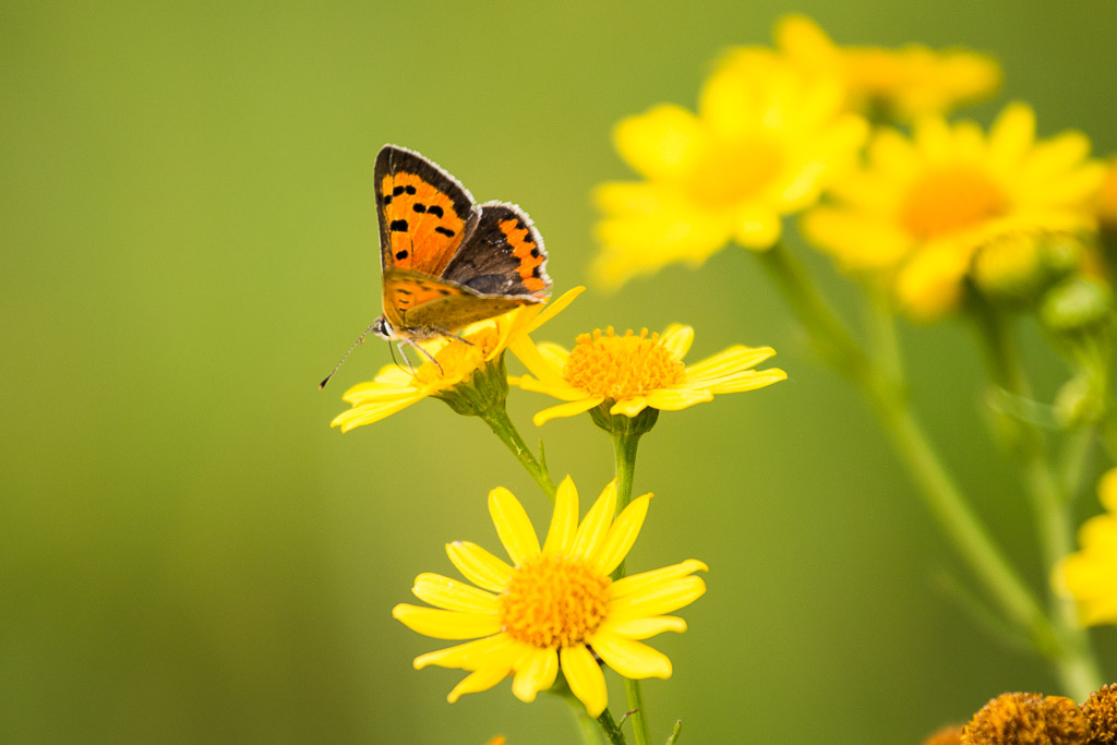 Papillon du Ried-70.jpg