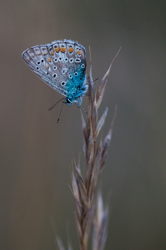 Papillon du soir-60.jpg
