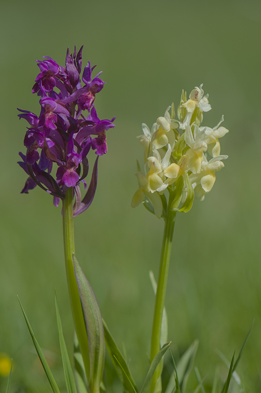 98-Dactylorhiza sureau.jpg