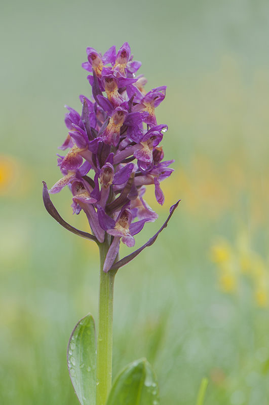 99-Dactylorhiza sureau.jpg