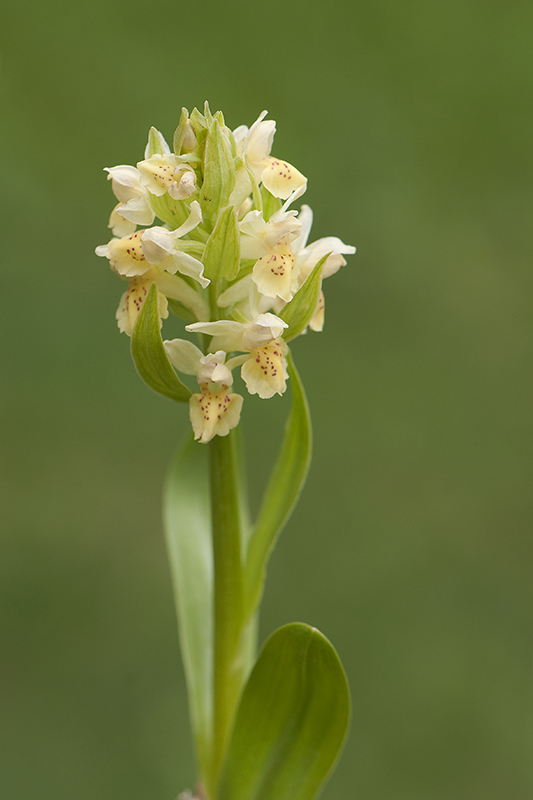 100-Dactylorhiza sureau.jpg