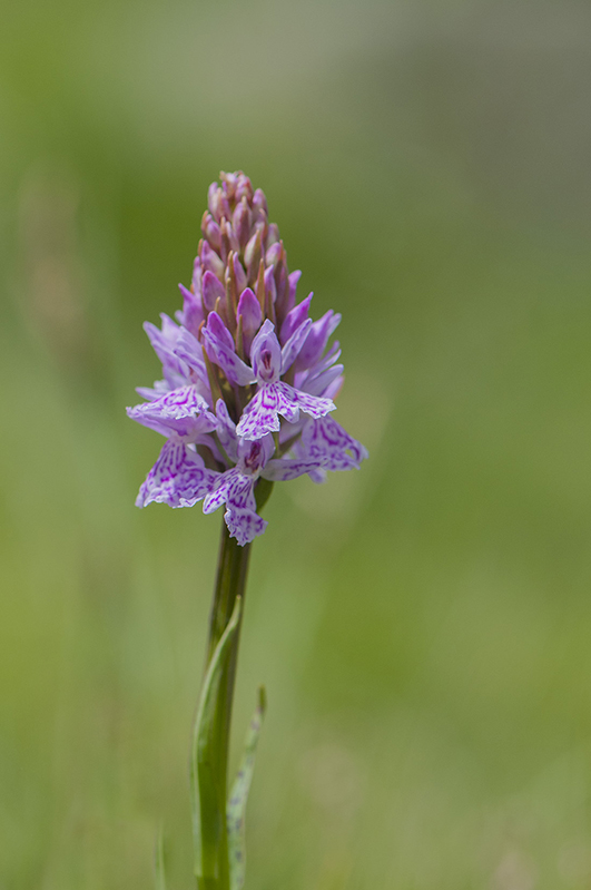 101-Dactylorhiza de Fuchs.jpg