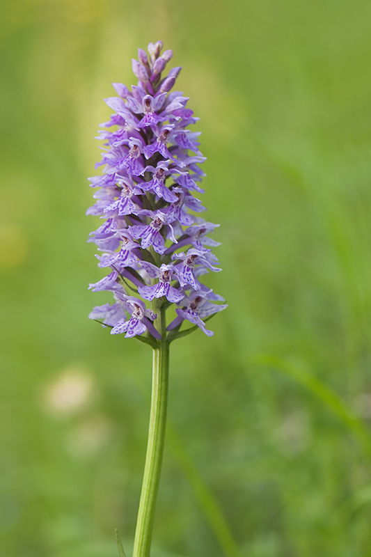 102-Dactylorhiza de Fuchs.jpg