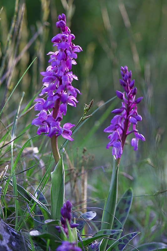 103-Orchis mâle.jpg