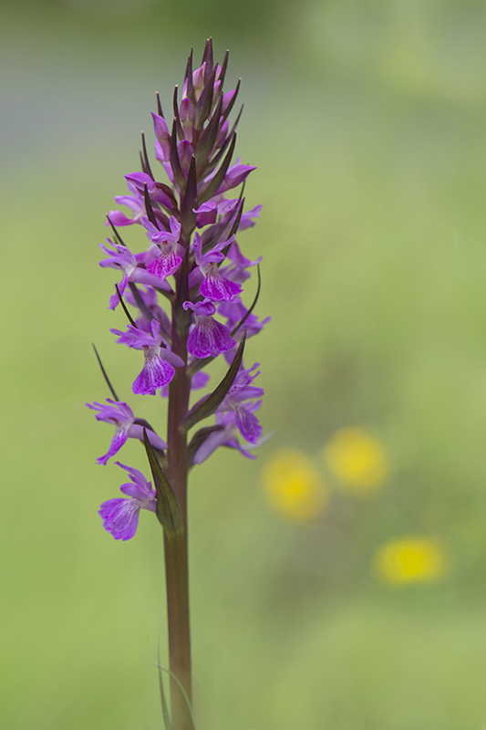 104-Dactylorhiza élevée.jpg