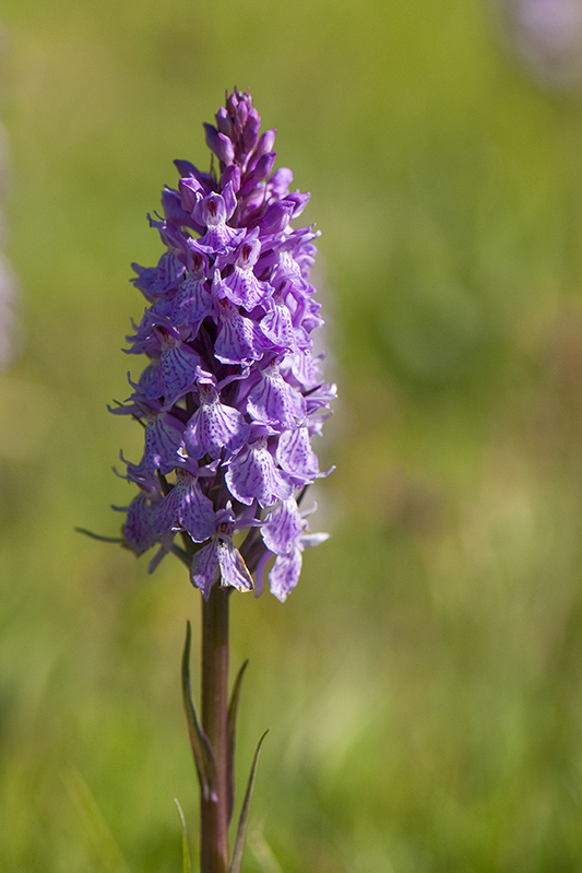 105-Dactylorhiza tachée.jpg