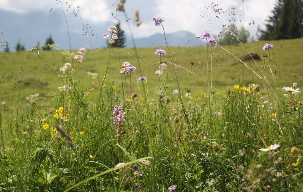 nature_modifié-1.jpg