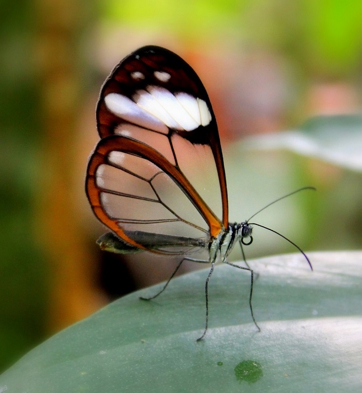papillons 1.jpg