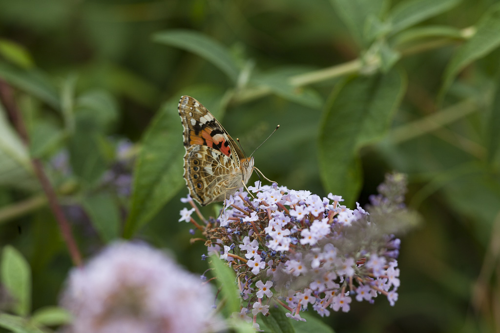 papillon_1.jpg