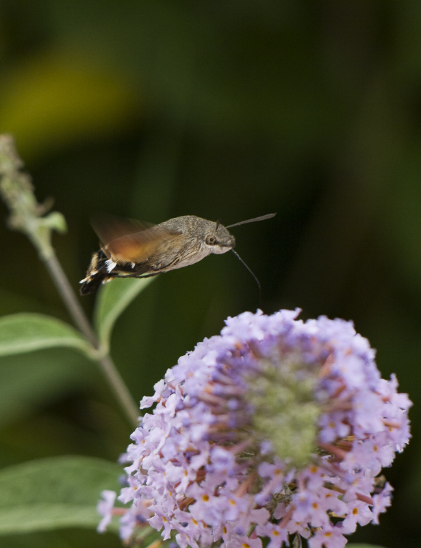 papillon_3_1.jpg
