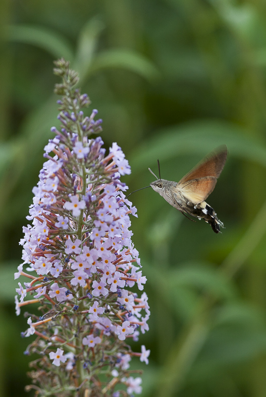 papillon_2_1.jpg