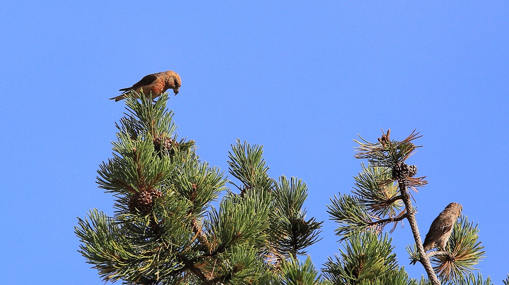 61 Ambiance Bec-croisé des sapins.jpg