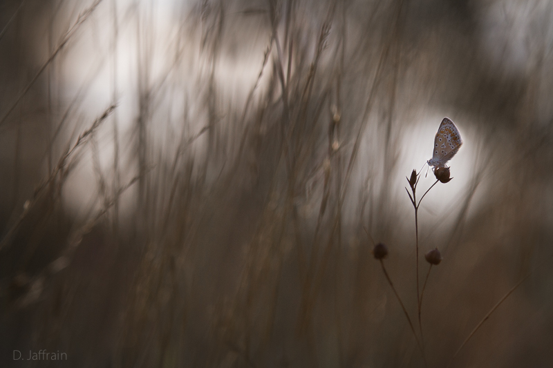 papillons-3.jpg