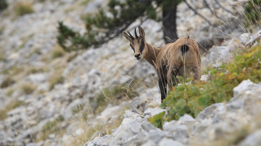 65 Chamois.jpg
