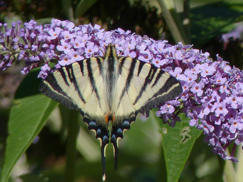 2016 08 08_4215 n2  copie.jpg