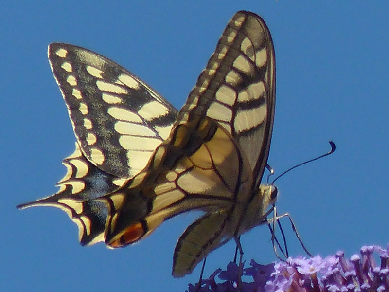 2016 08 23_4830 n2 copie.jpg
