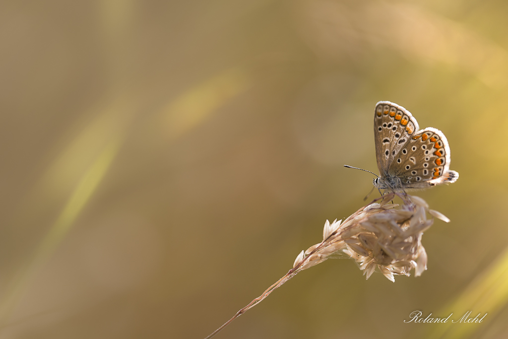 Argus (1 sur 1ArgusArgus)papillons 1808201617082016.jpg
