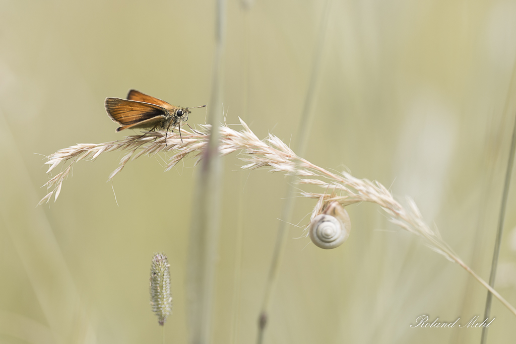 hesperide (1 sur 1hesperidehesperide)Papillons0607201606072016.jpg
