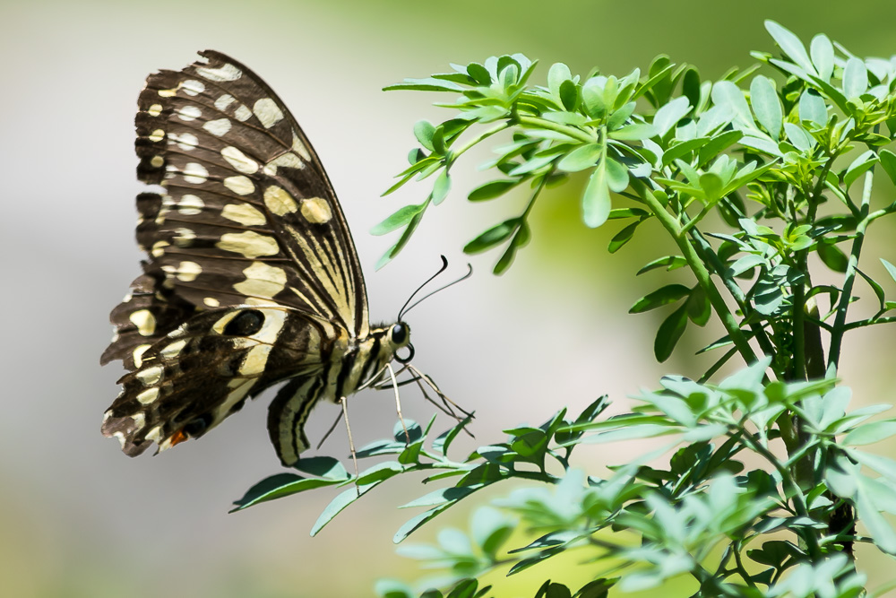 papillons.jpg