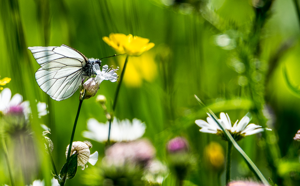 papillons-2.jpg
